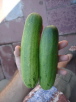 Cucumbers 1st batch